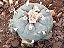 Lophophora williamsii Com 3 Brotos Pote Nº 5 - Imagem 5