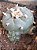 Lophophora williamsii Com 3 Brotos Pote Nº 5 - Imagem 2