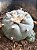 Lophophora williamsii Com 3 Brotos Pote Nº 5 - Imagem 4