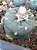 Lophophora williamsii Com 3 Brotos Pote Nº 5 - Imagem 1
