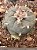 Lophophora williamsii Com 3 Brotos Pote Nº 5 - Imagem 3