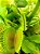 Dionaea muscipula - Imagem 3