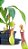 Nepenthes graciliflora - Imagem 1