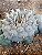 Lophophora williamsii Com 6 Brotos Pote Nº 6 - Imagem 2