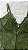 Body de Renda Verde - Imagem 3