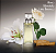 Eternity Calvin Klein Eau de Parfum - Imagem 3