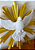 Holy Spirit de parede - Imagem 2