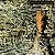 Siouxsie and the Banshees Juju / Vinil Lp Lacrado Importado - Imagem 3