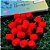 10 EVA Florescente para Pesca Ração 8mm a 14mm - Imagem 5