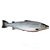 Salmão Inteiro Eviscerado 12/14 Libras Resfriado Camanchaca / Forn. Classe D- Caixa 29,11 Kg - Imagem 1