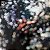 Pink Floyd - Obscured By Clouds - Imagem 1