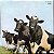 Pink Floyd - Atom Heart Mother - Imagem 2