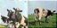 Pink Floyd - Atom Heart Mother - Imagem 3