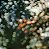 Pink Floyd - Obscured By Clouds - Imagem 1