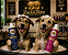 KIT 001 BANHO PREMIUM - ZACK & NINA - SHAMPOO + CONDICIONADOR - Imagem 1