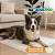 Tapete Higiênico Cachorro 30un 90x60 Absorvente Descartável - Imagem 8