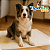 Tapete Higiênico Cachorro 30un 90x60 Absorvente Descartável - Imagem 9