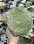 AEONUIM TABULIFORME POTE 9 - Imagem 1