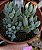 SENECIO CITRIFORMES ( GOTINHA DA FORTUNA) POTE 9 - Imagem 1