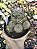 CACTO N⁰ 6 POTE 11 - Imagem 1