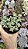 CRASSULA LANUGINOSA POTE 9 - Imagem 1
