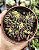 CRASSULA PUBENSCES POTE 9 - Imagem 1