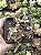 CRASSULA VOLKENSI POTE 7 - Imagem 1