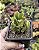 CRASSULA OVATA GOLLUM ( ORELHA DE SHEREK) - Imagem 1