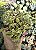 CRASSULA EXPANSA FRAGILIS POTE 7 - Imagem 1