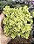 SEDUM MAKINOI OGON POTE 7 - Imagem 1