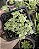 SEDUM MAKINOI VARIEGATA POTE 7 - Imagem 1