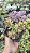 SEDUM CUSPIDATUM POTE 7 - Imagem 1