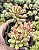 SEDUM CUSPIDATUM POTE 7 - Imagem 1
