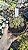 CACTO N⁰ 18 POTE 11 - Imagem 1
