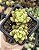 SEDUM ADOLPHII POTE 7 - Imagem 1