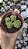 CRASSULA SUZANNAE POTE 9 - Imagem 1