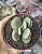 CRASSULA DUBIA POTE 9 - Imagem 1