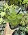 CRASSULA SARMENTOSA POTE 7 - Imagem 1