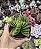 CRASSULA BENJAMIN POTE 9 - Imagem 1