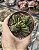 CRASSULA BENJAMIN POTE 9 - Imagem 1