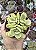 CRASSULA MONEY MAKER VARIEGATA POTE 9 - Imagem 1