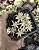 SEDUM LINEARE VARIEGATA POTE 7 - Imagem 1