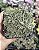 SEDUM LINEARE VARIEGATA POTE 7 - Imagem 1