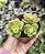 SEDUM ROLY POTE 9 - Imagem 1