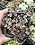 SEDUM MAKINOI TRICOLOR POTE 7 - Imagem 1