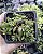 CRASSULA DAVID POTE 7 - Imagem 1