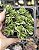 CRASSULA DAVID POTE 7 - Imagem 1