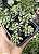 SEDUM FURFURACEUM POTE 7 - Imagem 1