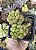 SEDUM OBESUM POTE 7 - Imagem 1