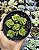 CRASSULA SPIRALIS ESTAGNOL POTE 9 - Imagem 1